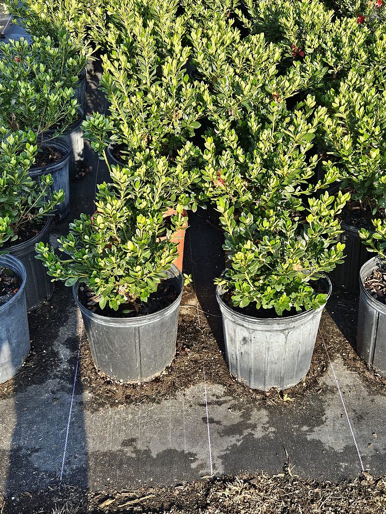 rhododendron-fashion-glendale-azalea