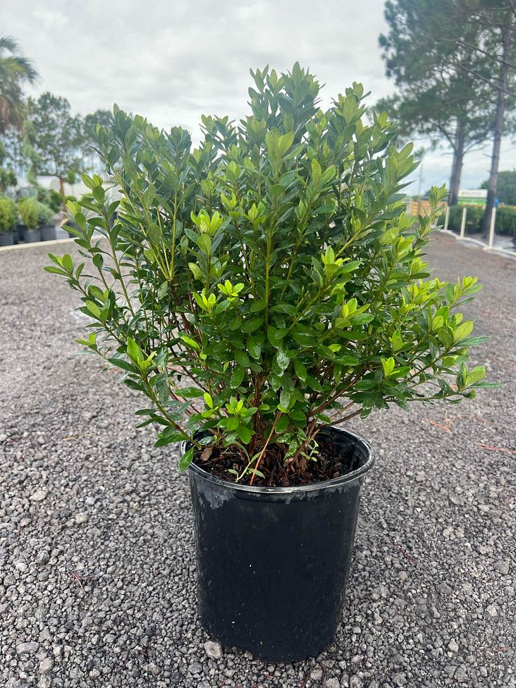 rhododendron-fashion-glendale-azalea