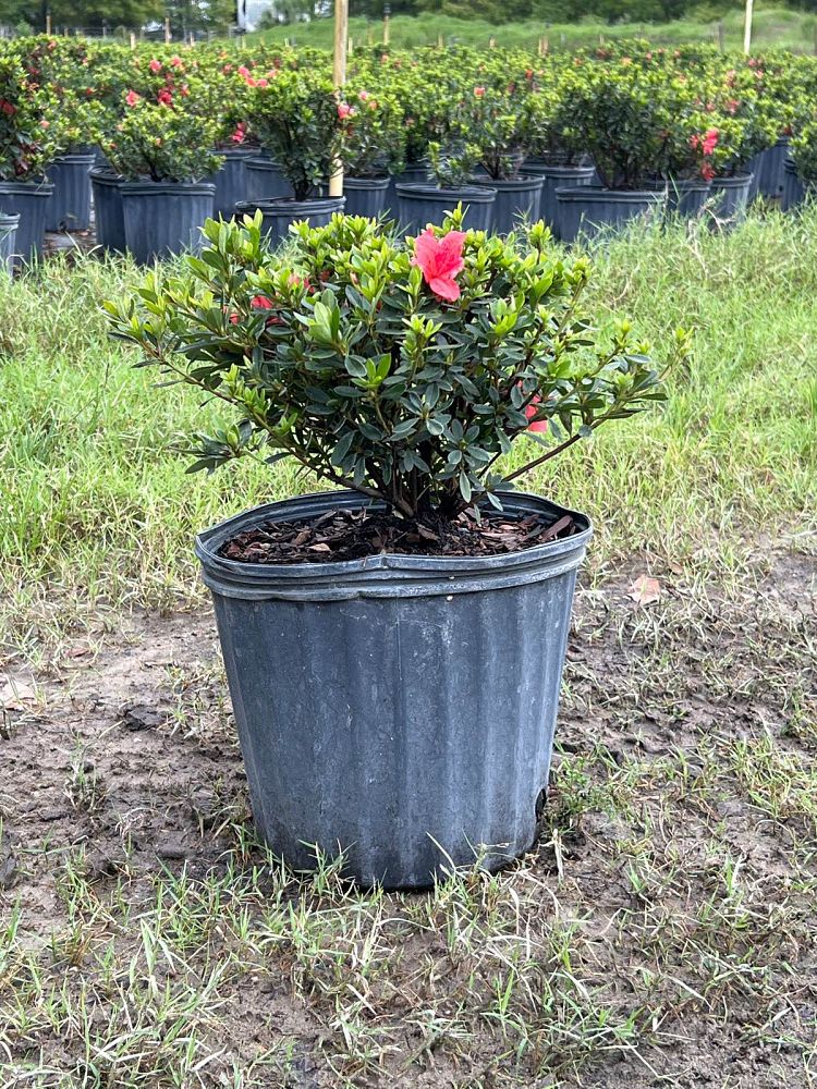 rhododendron-fashion-glendale-azalea