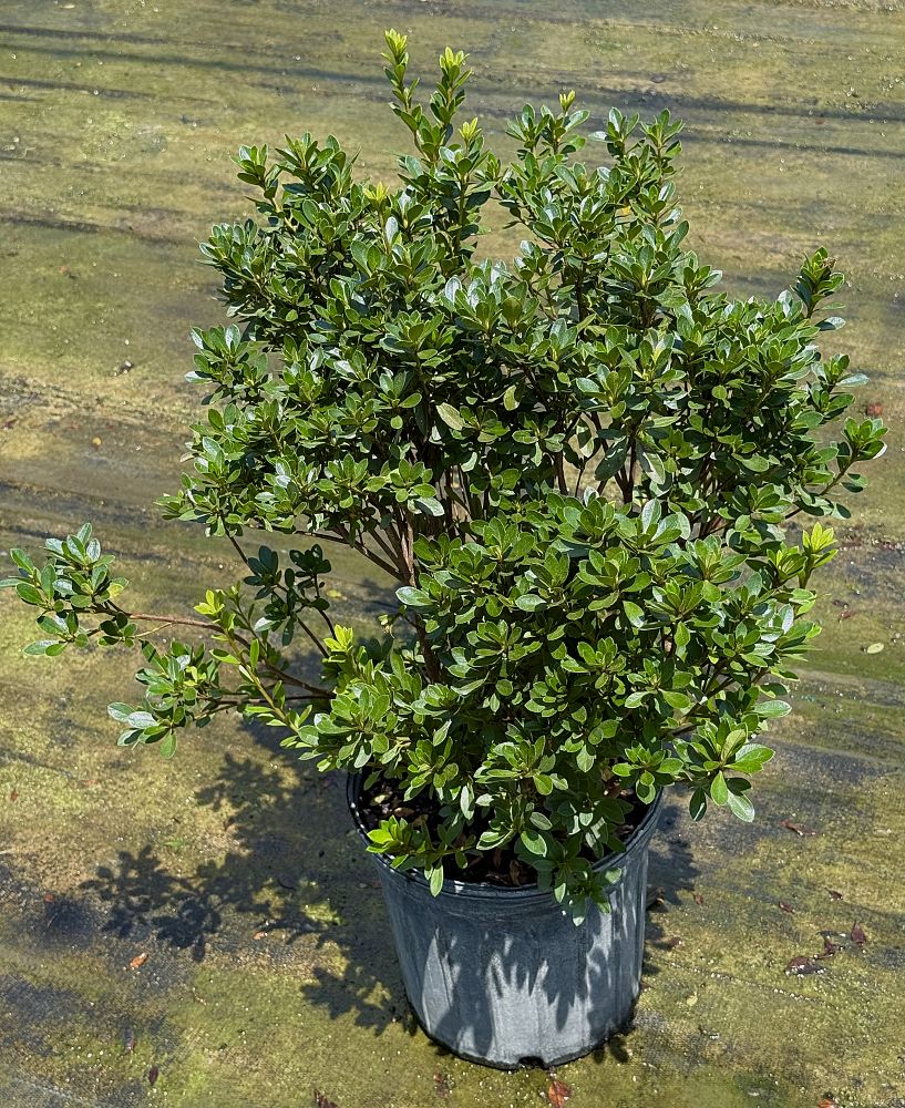 rhododendron-fashion-glendale-azalea