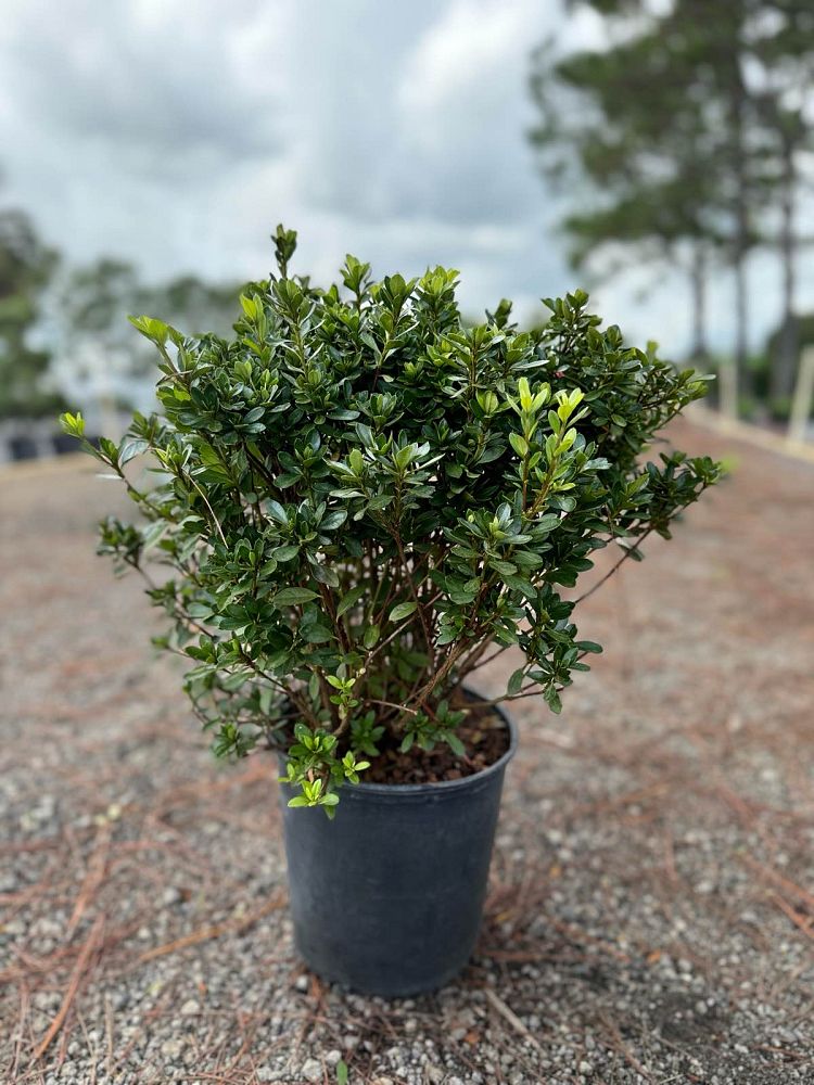 rhododendron-fashion-glendale-azalea