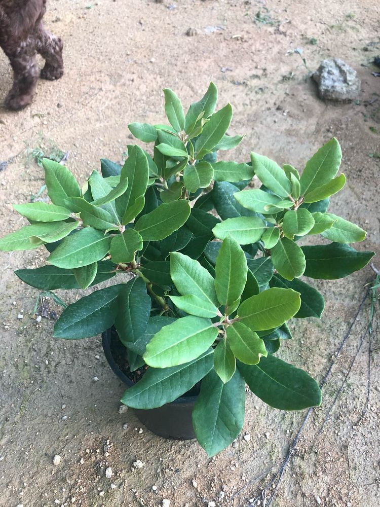 rhododendron-firestorm-azalea