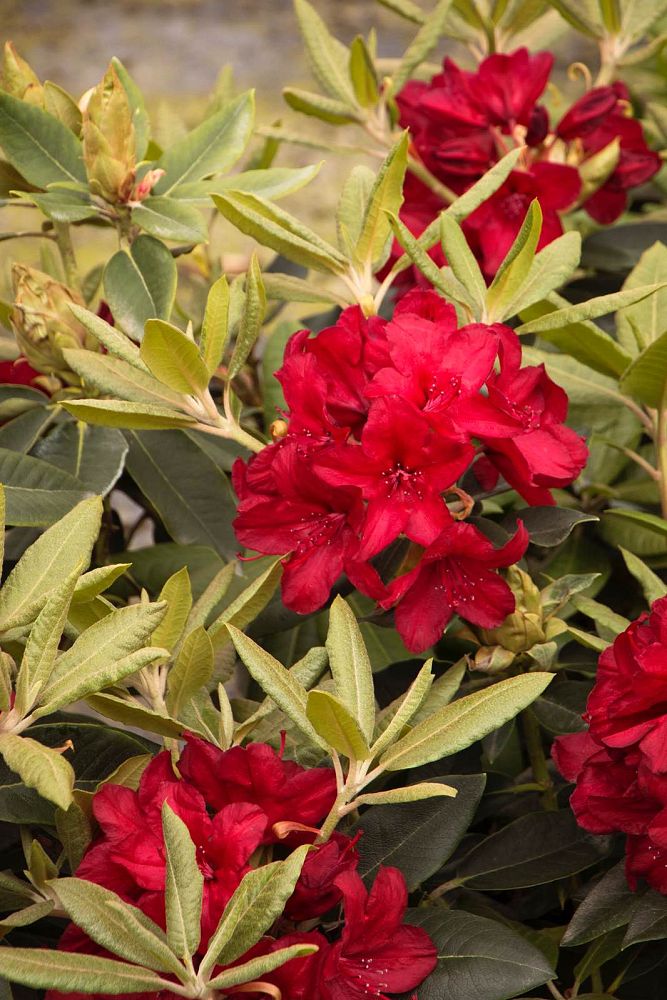 rhododendron-firestorm-azalea