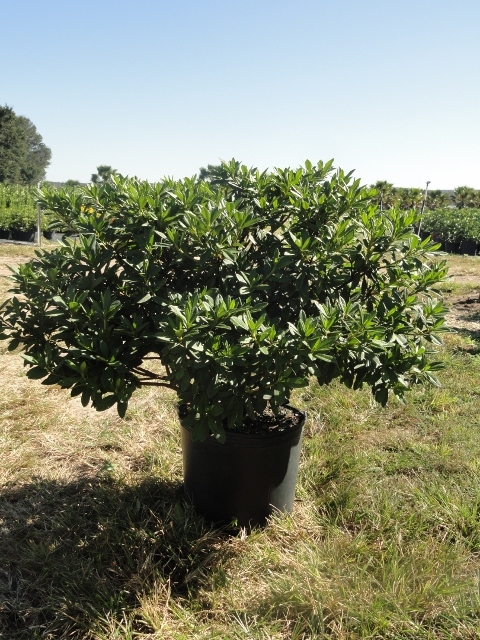 rhododendron-g-g-gerbing