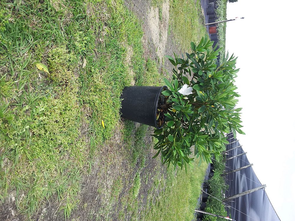 rhododendron-g-g-gerbing