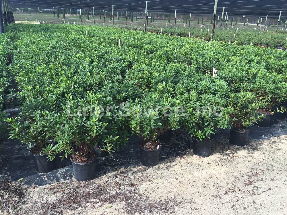 rhododendron-g-g-gerbing