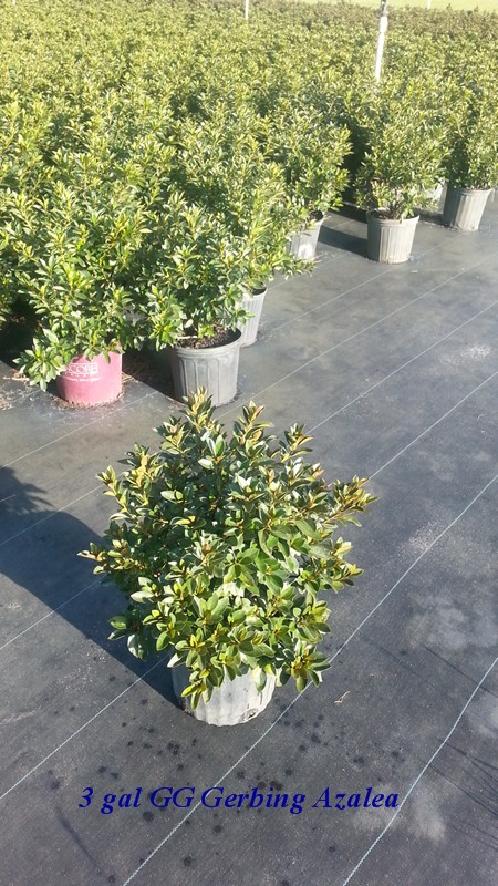 rhododendron-g-g-gerbing
