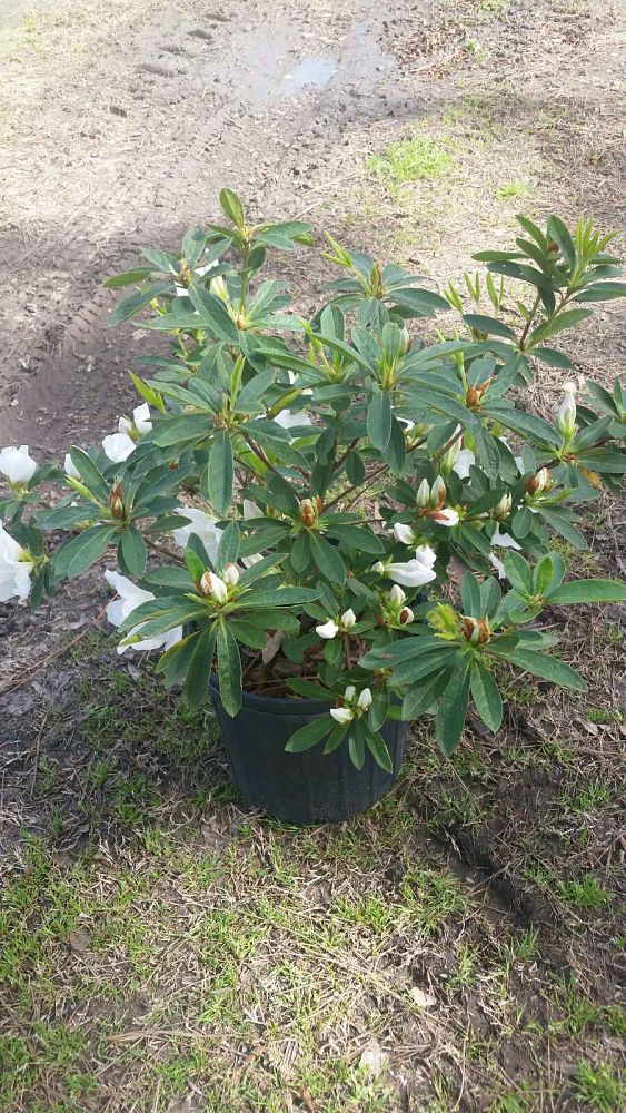 rhododendron-g-g-gerbing