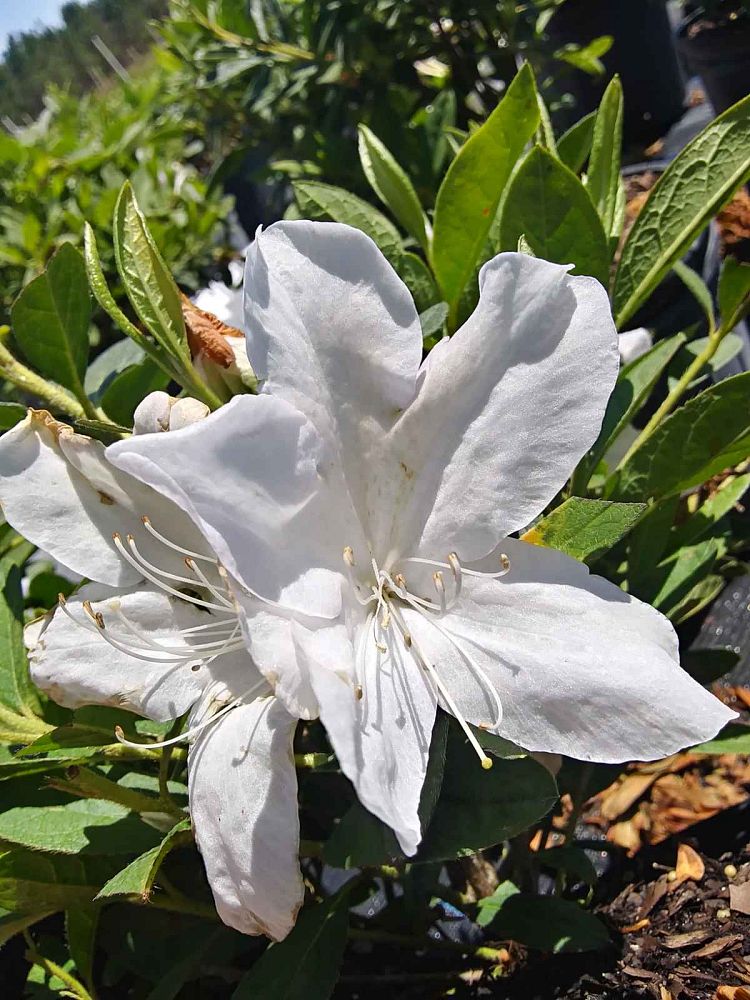 rhododendron-g-g-gerbing