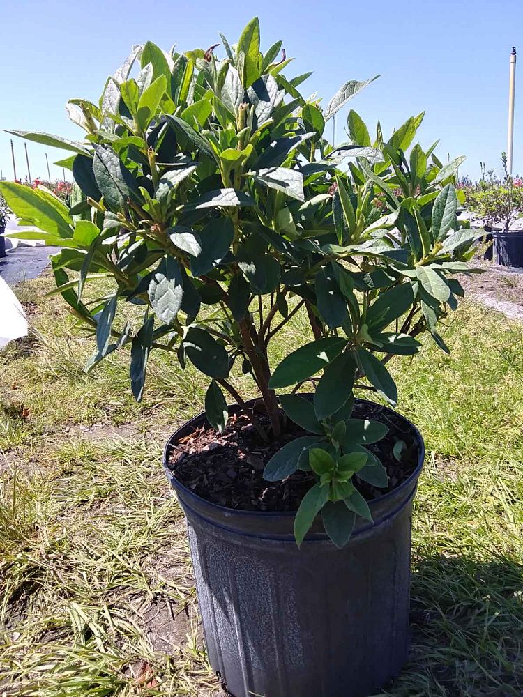 rhododendron-g-g-gerbing