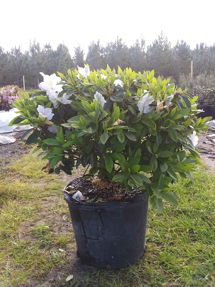 rhododendron-g-g-gerbing