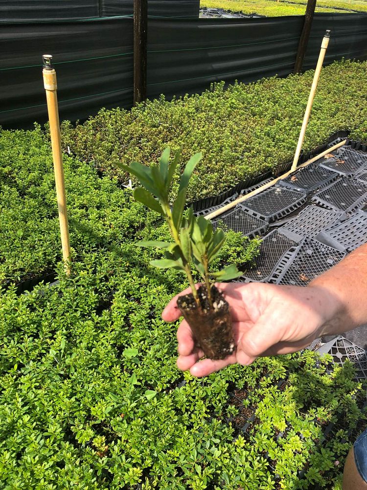 rhododendron-g-g-gerbing