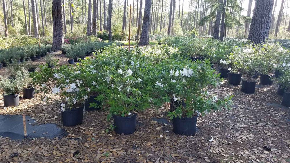 rhododendron-g-g-gerbing