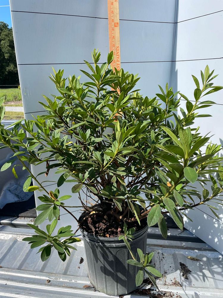 rhododendron-g-g-gerbing