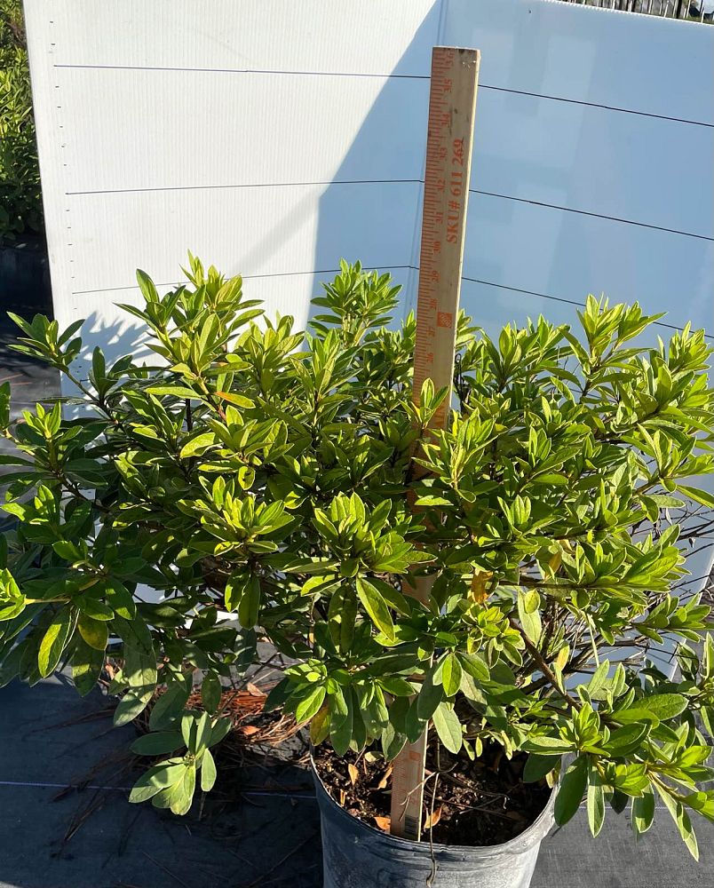 rhododendron-g-g-gerbing