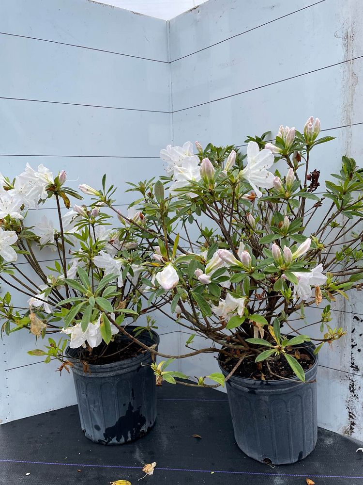 rhododendron-g-g-gerbing