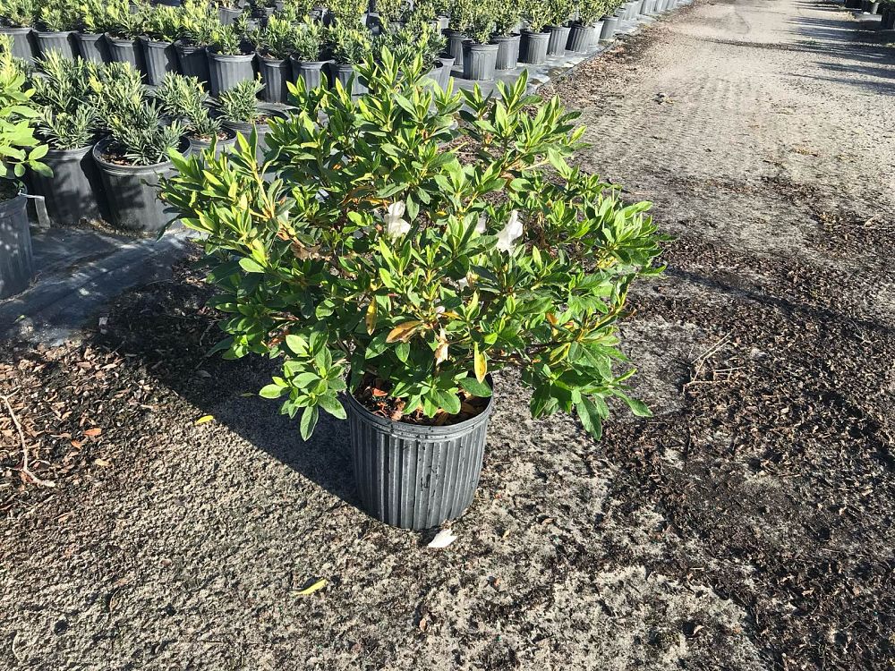 rhododendron-g-g-gerbing