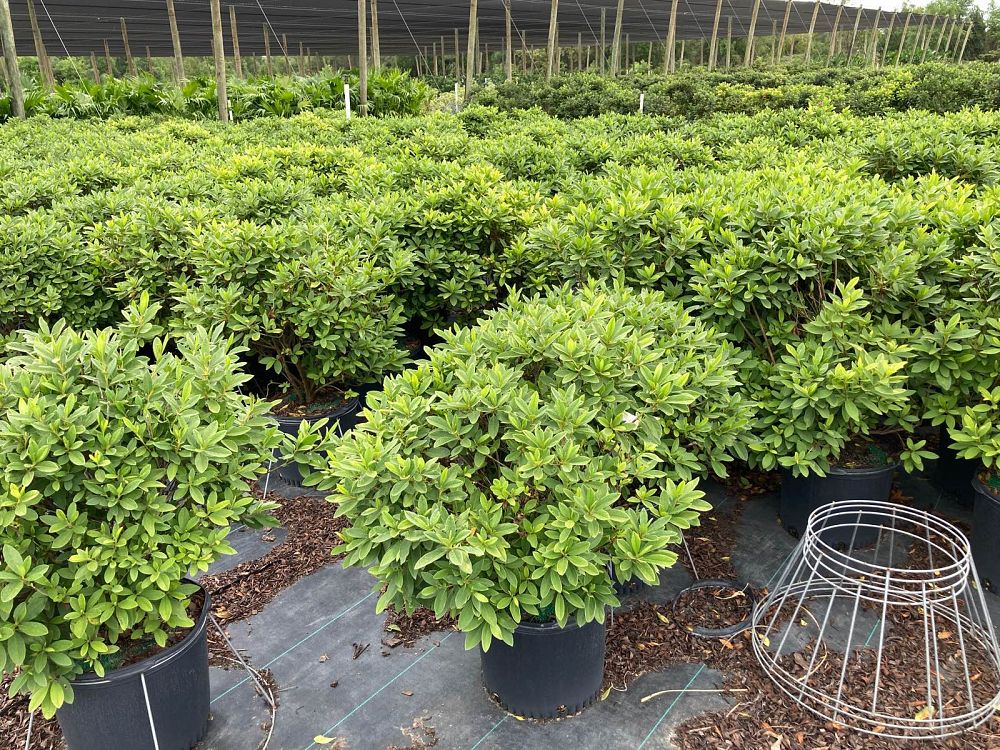 rhododendron-g-g-gerbing