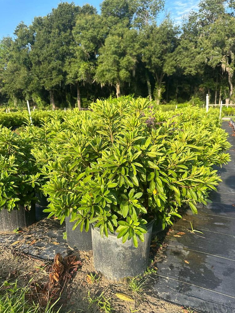 rhododendron-g-g-gerbing