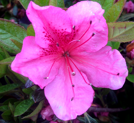 rhododendron-girard-renee-michelle-azalea