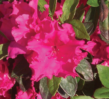 rhododendron-girard-s-crimson-azalea