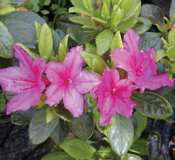 rhododendron-girard-s-fuchsia-azalea