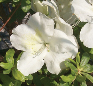 rhododendron-girard-s-pleasant-white-azalea