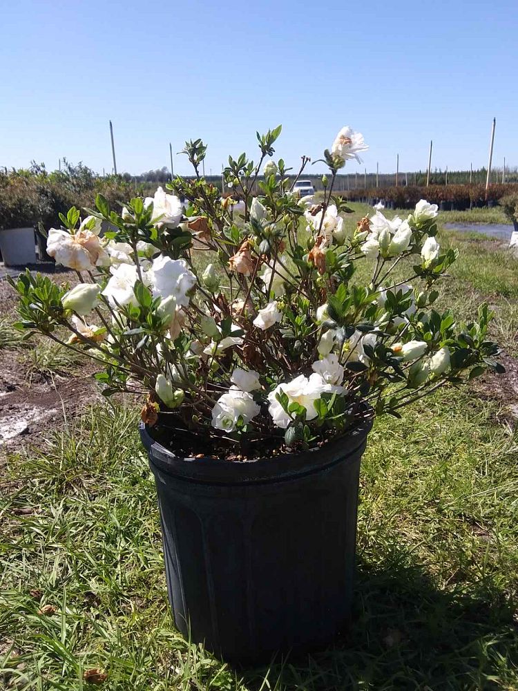 rhododendron-girard-s-pleasant-white-azalea