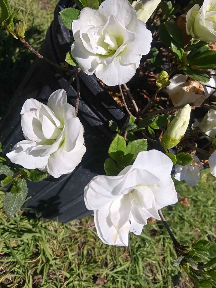 rhododendron-girard-s-pleasant-white-azalea