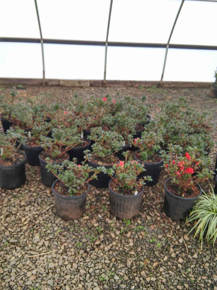 rhododendron-girard-s-rose-azalea