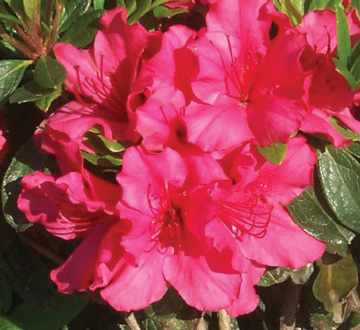 rhododendron-girard-s-rose-azalea