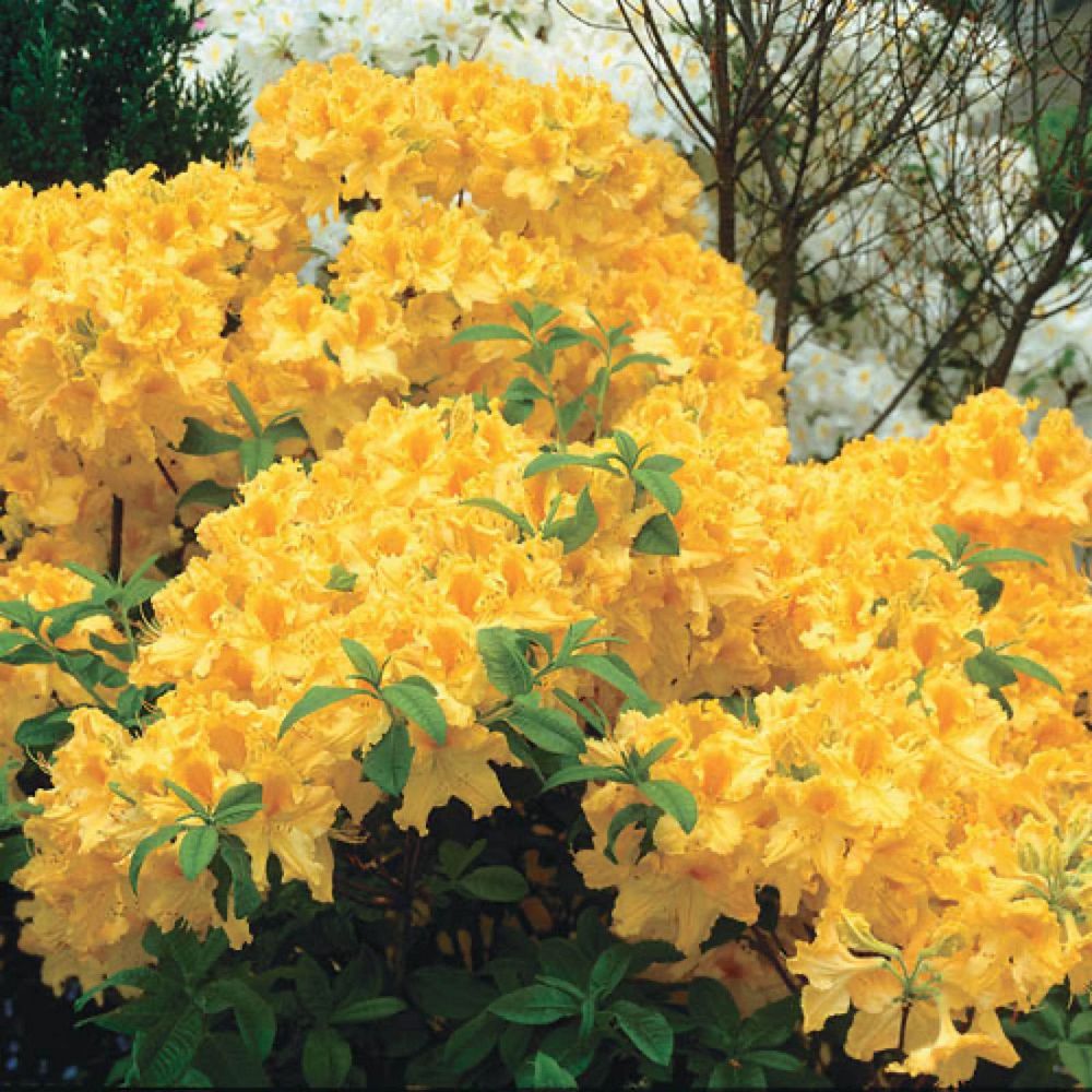 rhododendron-golden-lights-azalea