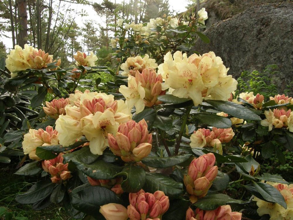 rhododendron-goldprinz