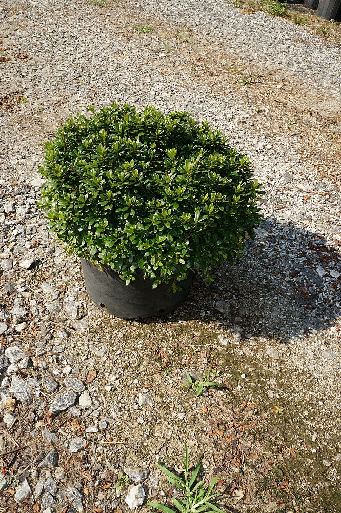 rhododendron-gumpo-pink-azalea