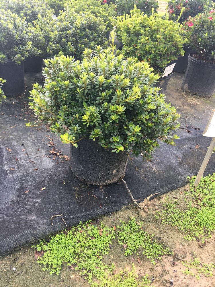 rhododendron-gumpo-pink-azalea