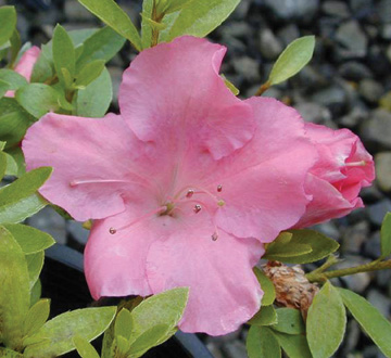 rhododendron-gumpo-pink-azalea