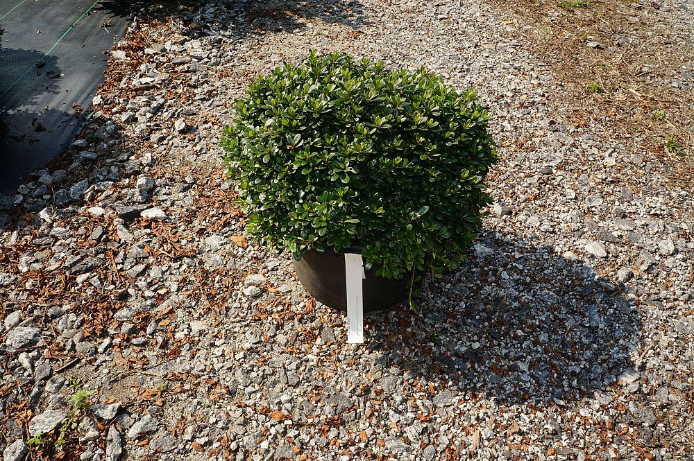 rhododendron-gumpo-white-azalea