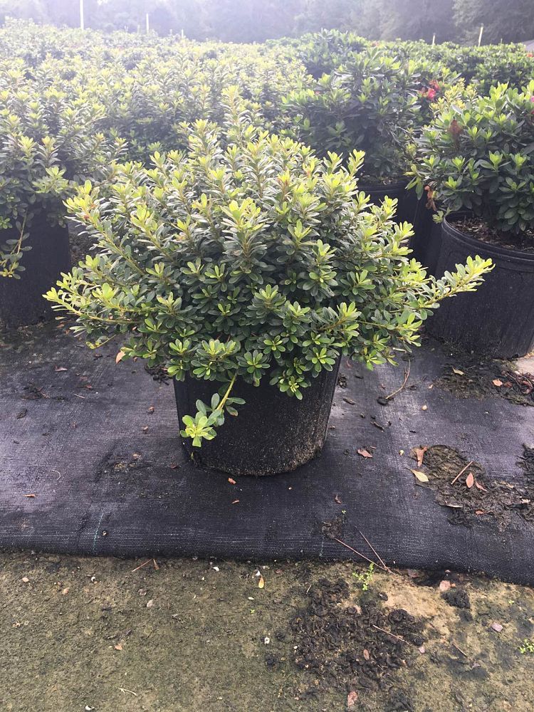 rhododendron-gumpo-white-azalea