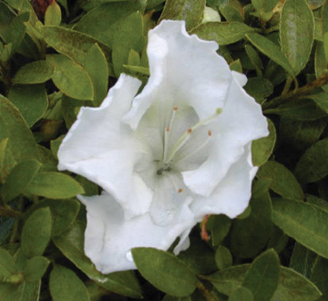 rhododendron-gumpo-white-azalea