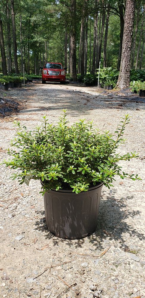 rhododendron-gumpo-white-azalea
