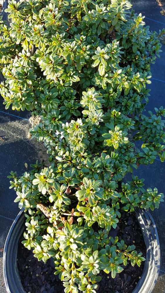 rhododendron-gumpo-white-azalea