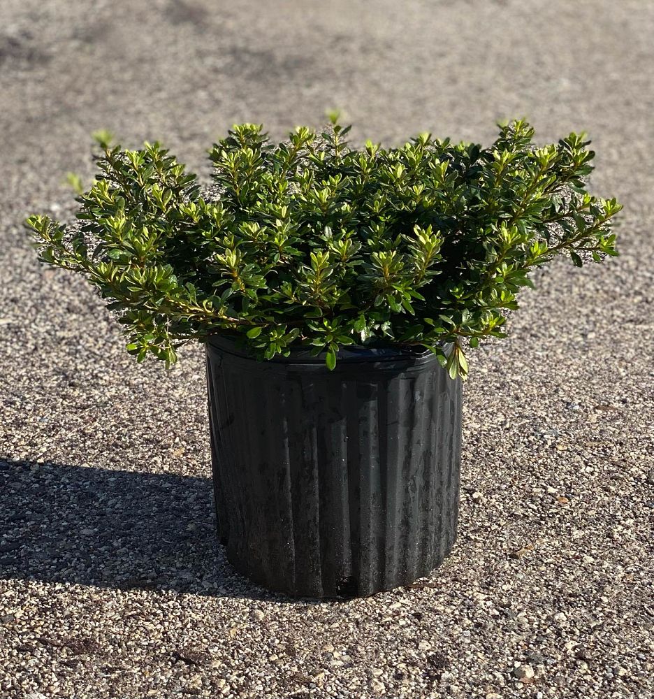 rhododendron-gumpo-white-azalea