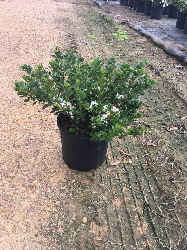 rhododendron-hardy-gardenia-azalea