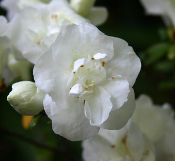 rhododendron-hardy-gardenia-azalea