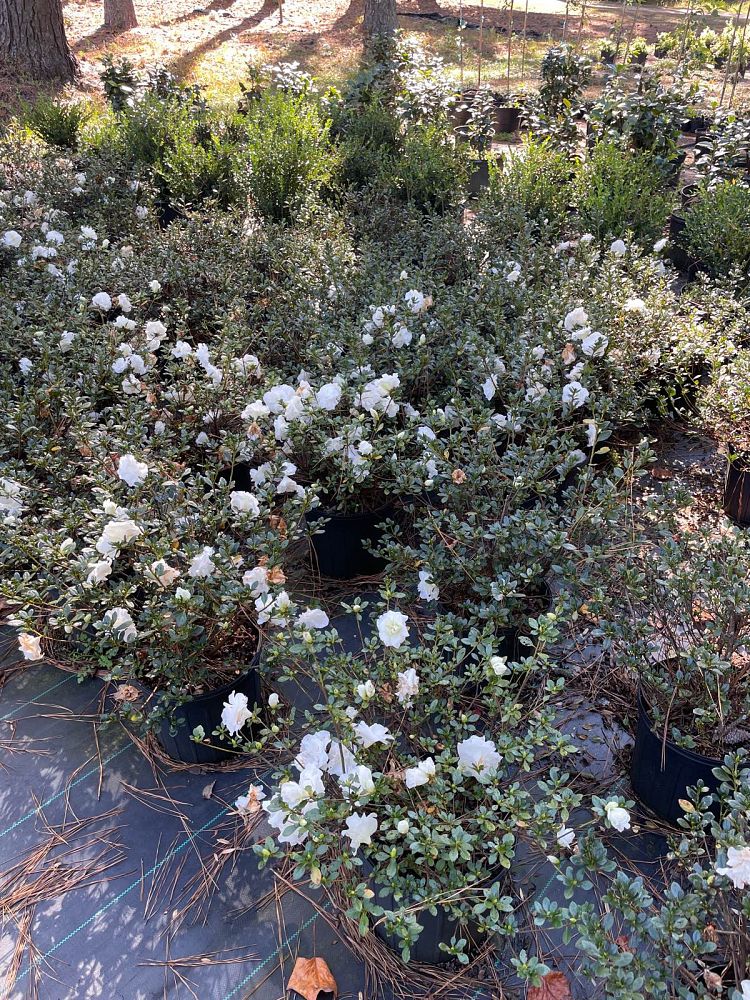 rhododendron-hardy-gardenia-azalea