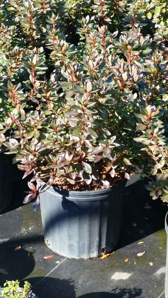 rhododendron-hershey-s-red-azalea