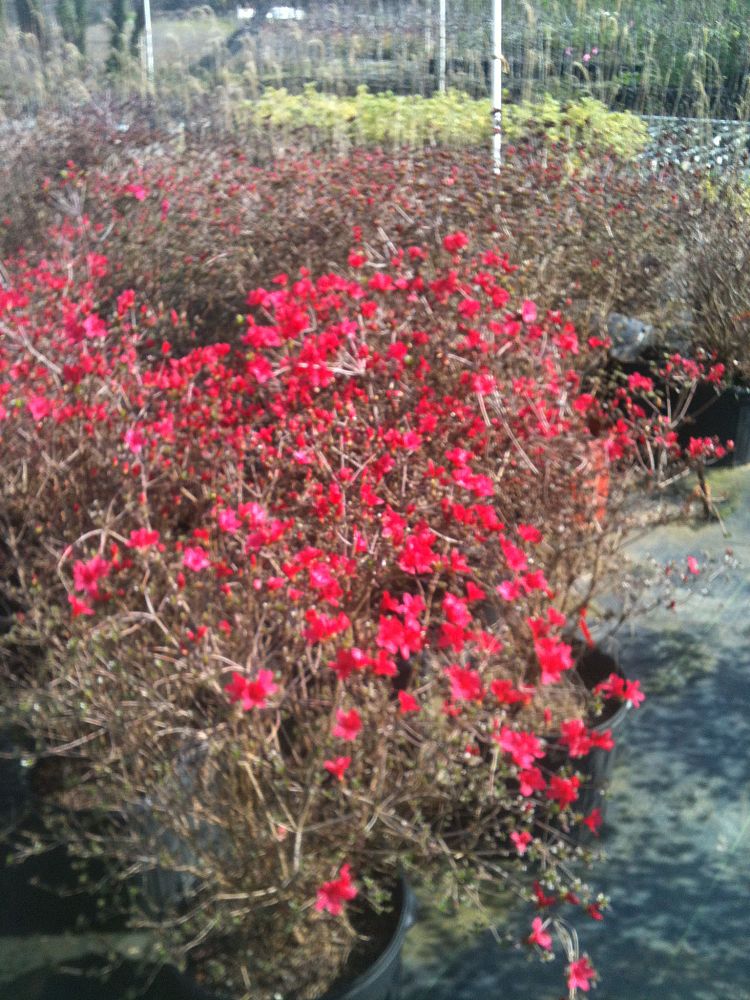 rhododendron-hino-crimson-azalea