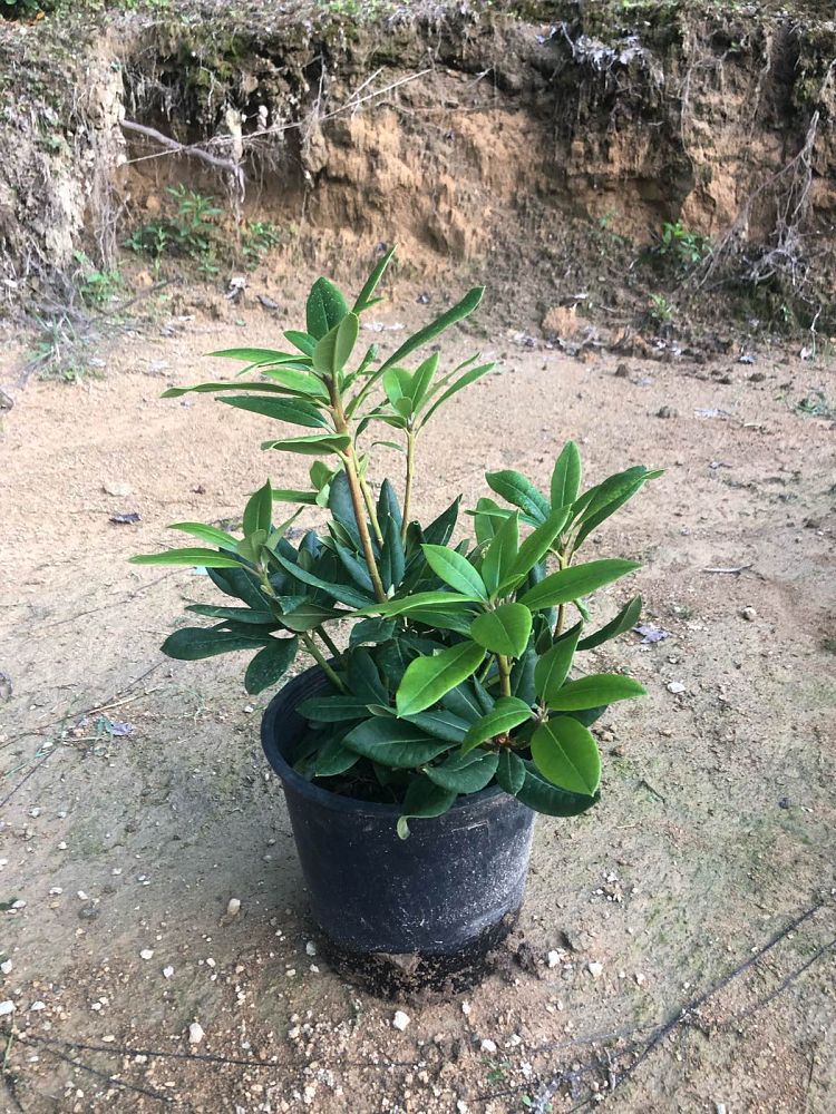 rhododendron-holden