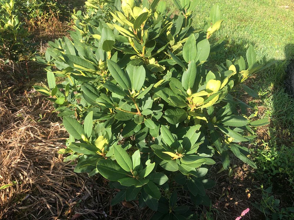 rhododendron-holden