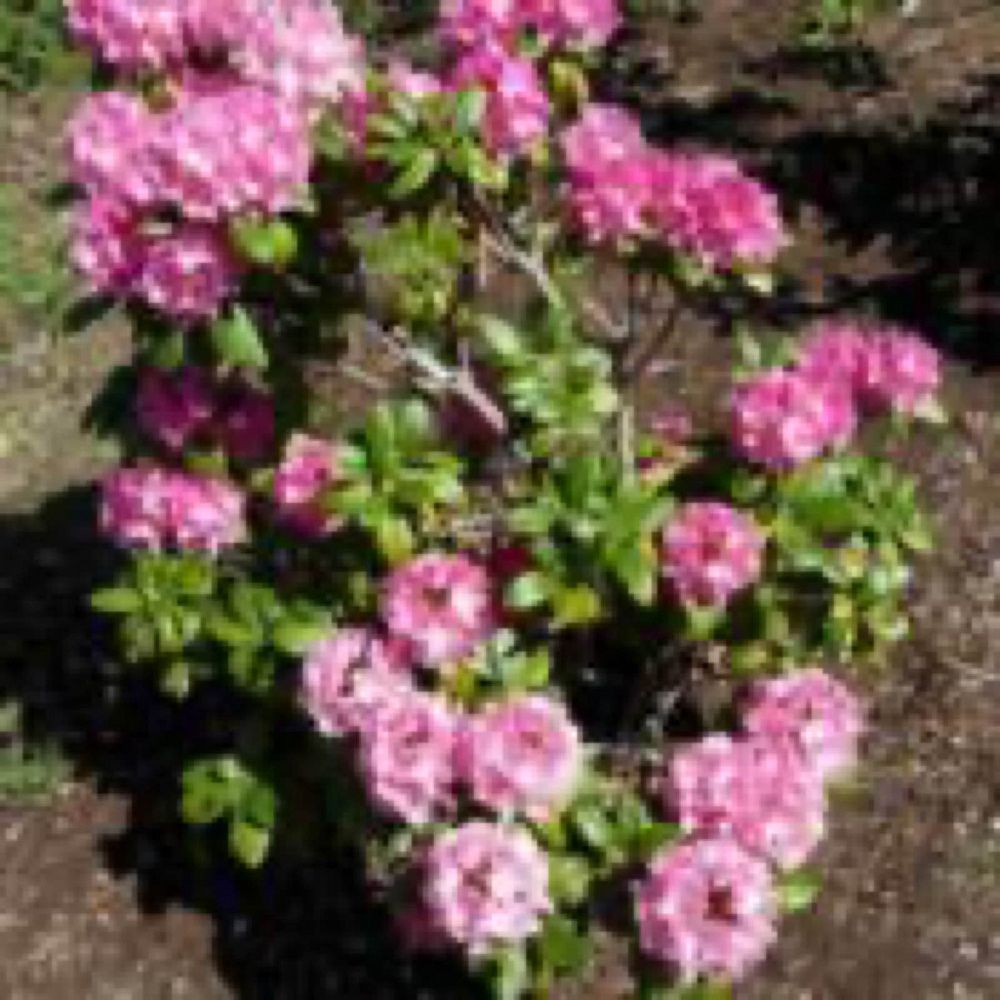 rhododendron-holden